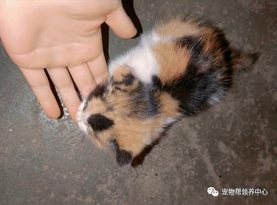 女子救了中毒流浪猫后收到 3 只小猫，面对猫妈妈的托付，她：全养了！ - 5