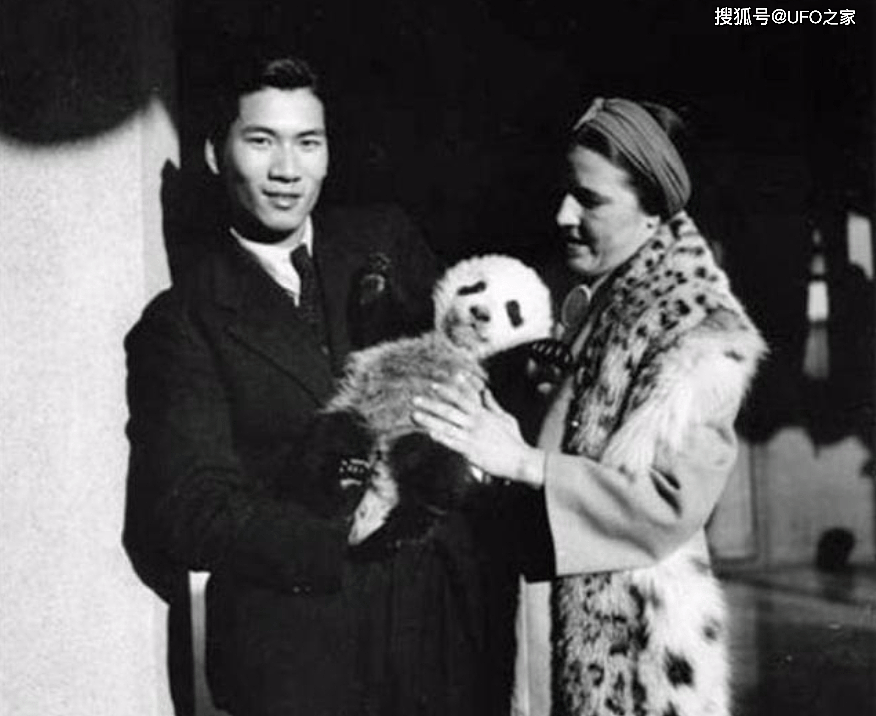 曾有个女人将活体大熊猫走私出中国，海关登记：携带哈巴狗一只 - 13