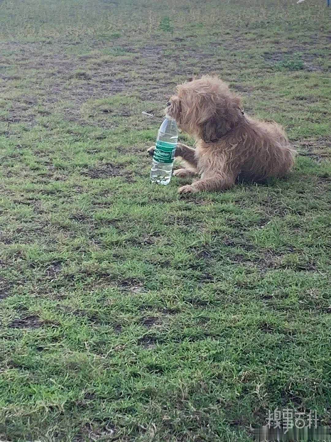 在沙滩上碰到一只狗狗