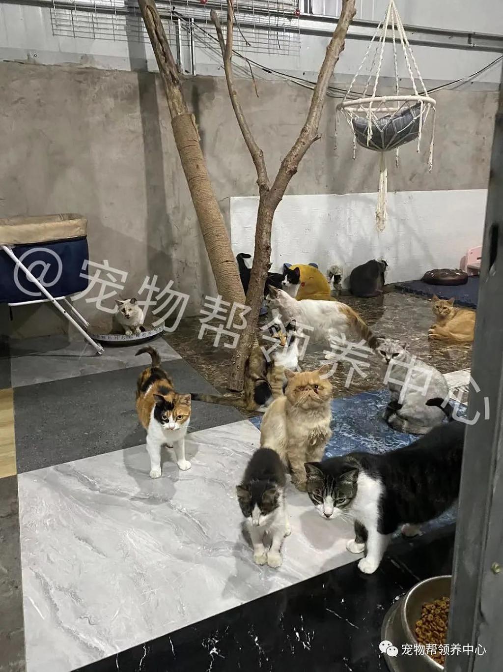 奶猫饿到追着人喵喵叫，获救后发现它竟被人踢得尿道破裂 - 7