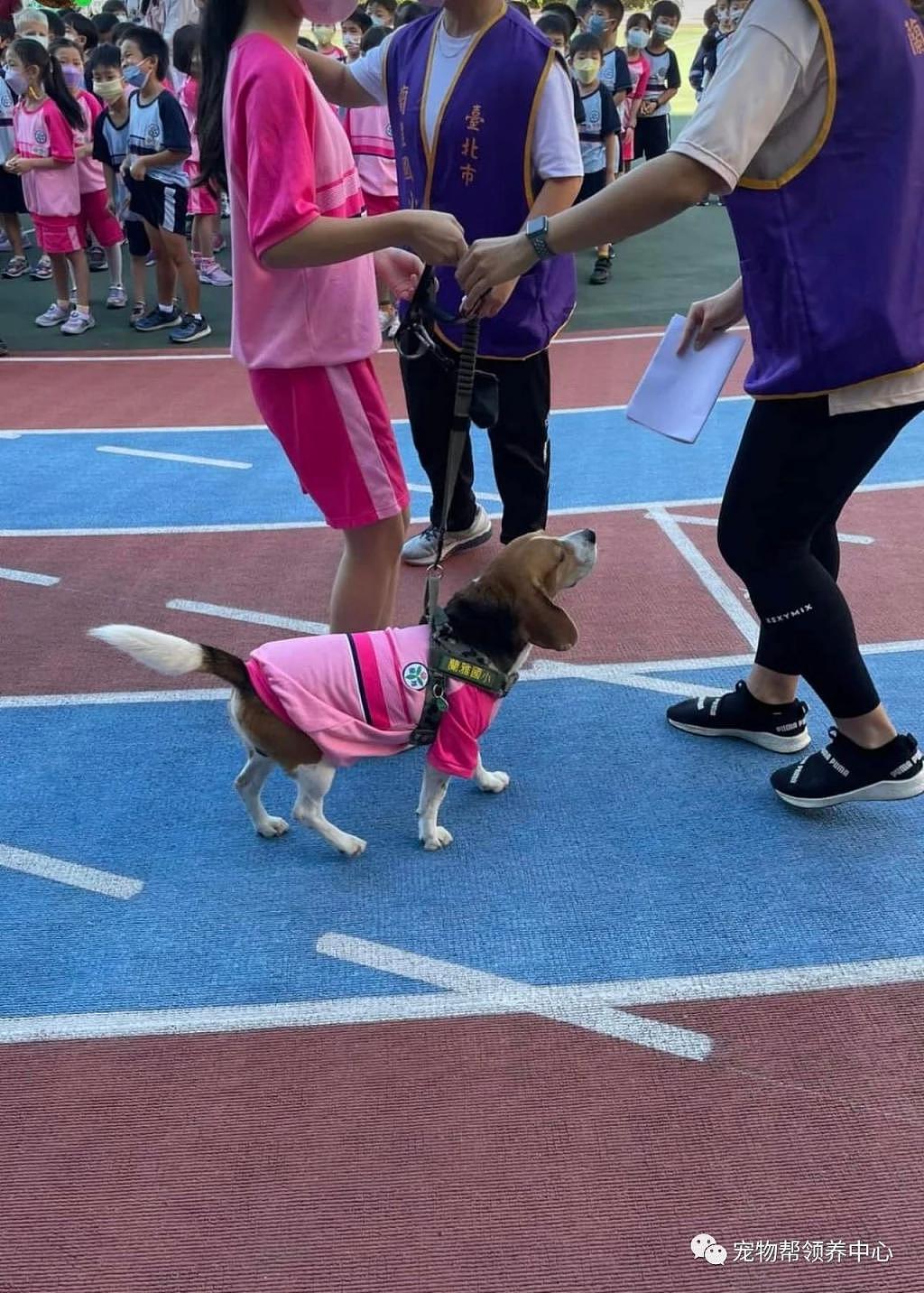 学校孩子运动会，竟有只狗狗穿同款运动衣一起参与，太温馨啦 ~ - 2