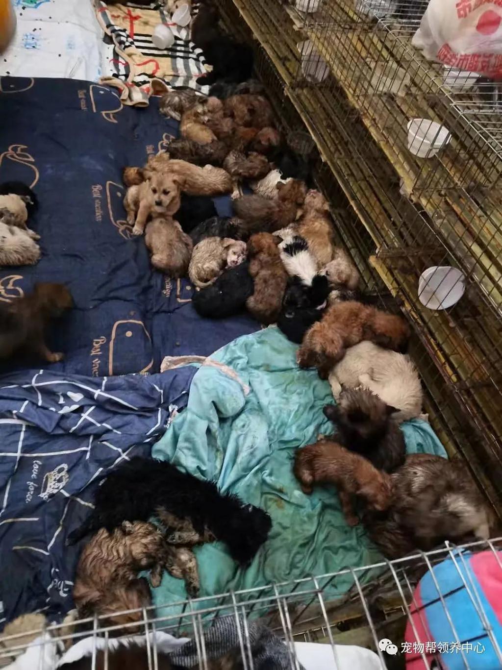 紧急扩散！500 多只小奶狗从玉林贩运到海南，3 天已饿死病死 100 多只 . - 9