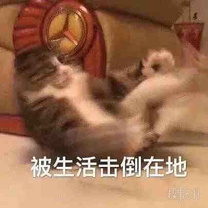 可爱小猫表情包