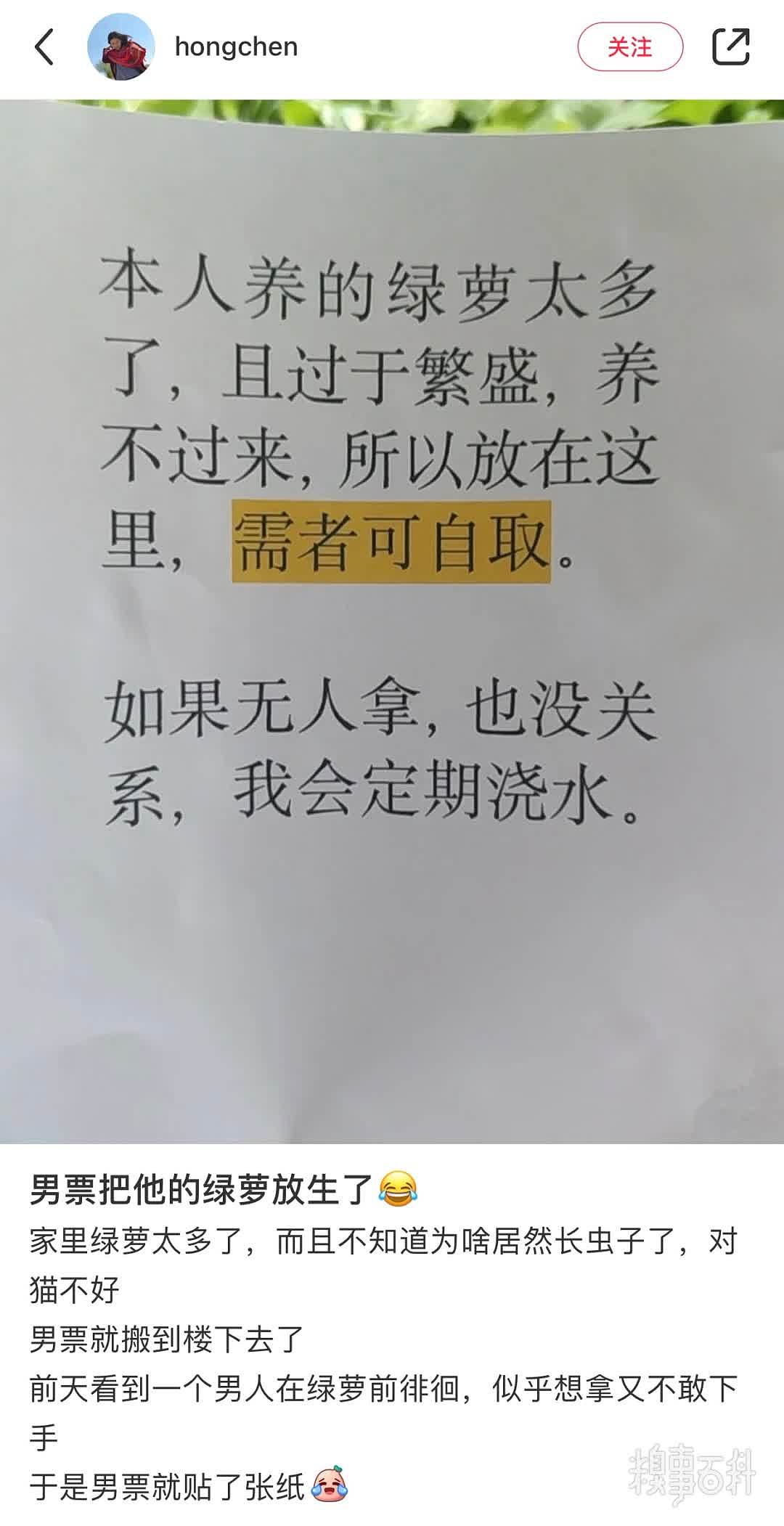 被男朋友放生的绿萝。