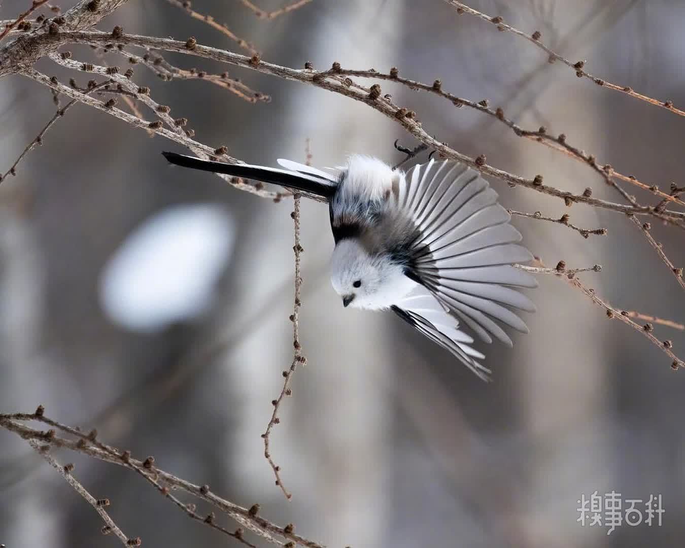 张开翅膀的雪の妖精