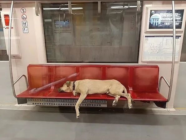 伊斯坦堡大黄狗Boji每天搭电车、地铁旅行30公里，礼貌等车变网红 - 4