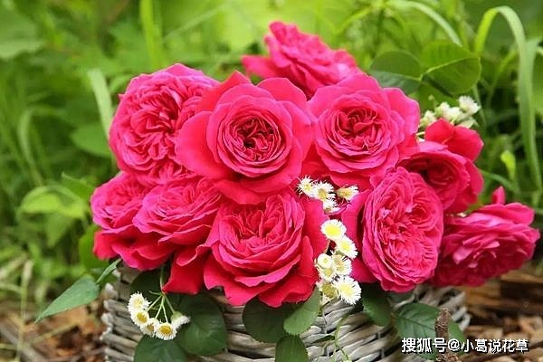 喜欢玫瑰，不如养盆“精品月季”皇家胭脂，花型饱满，香味浓郁 - 2