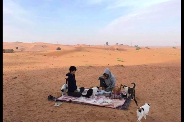 女子远嫁中东在沙漠里安家，一望无际的猫砂盆，养猫人的天堂？ - 2