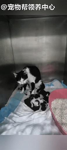 奶牛猫妈妈和刚出生的 9 个宝宝竟被无情丢在公园，天还快下雨了 . - 4