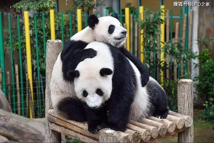 中国首创！已放生10只大熊猫，“母兽带崽”能恢复东北虎种群吗？ - 6