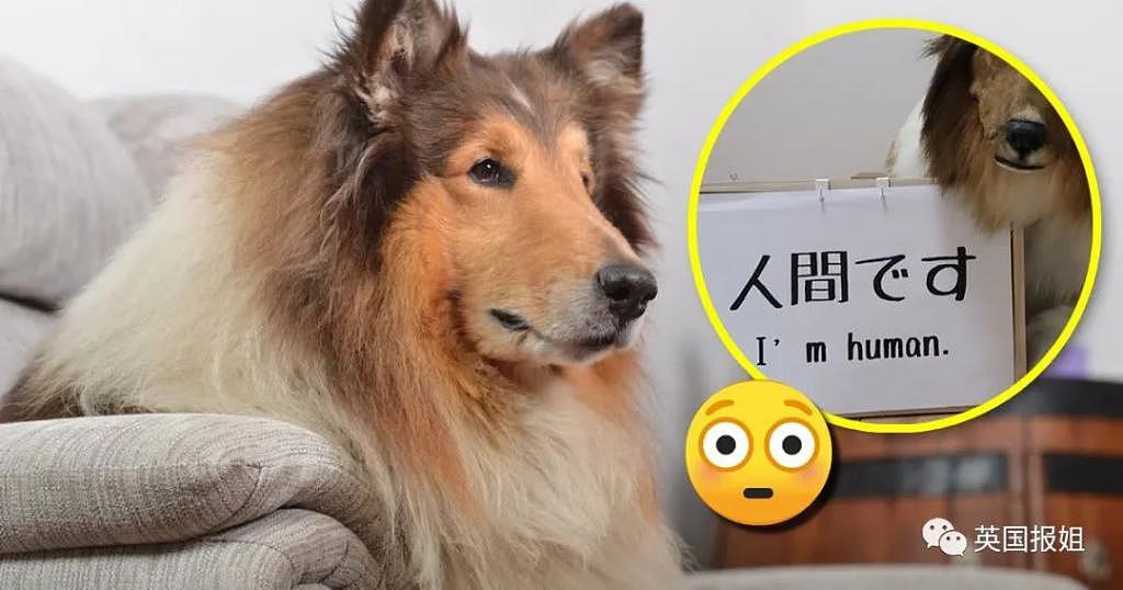 日本男子砸 200 万变成狗被人牵着在街上遛，视频火遍外网！网友：真的狗看了都害怕 - 19