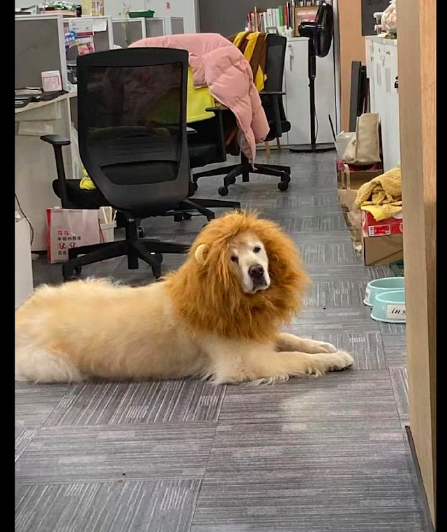 上班发现在办公室里有只狮子，转过头后我笑了，表情太委屈了吧！ - 2