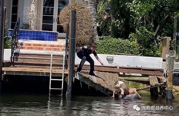 72 斤狗狗掉入水中，警员一个勇敢又暖心的举动挽救生命！ - 1
