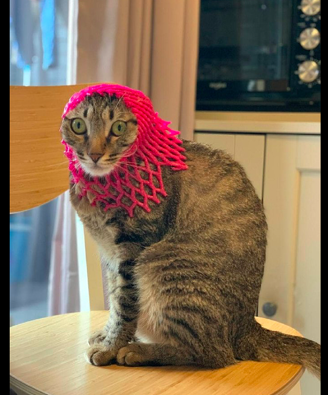主人将塑料网套在猫头上，它瞬间就变成了村姑，气质很符合嘛！ - 1