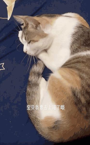 女生毕业把校园流浪猫带回了家：你就和我一起毕业吧，有个家总比流浪好！ - 7