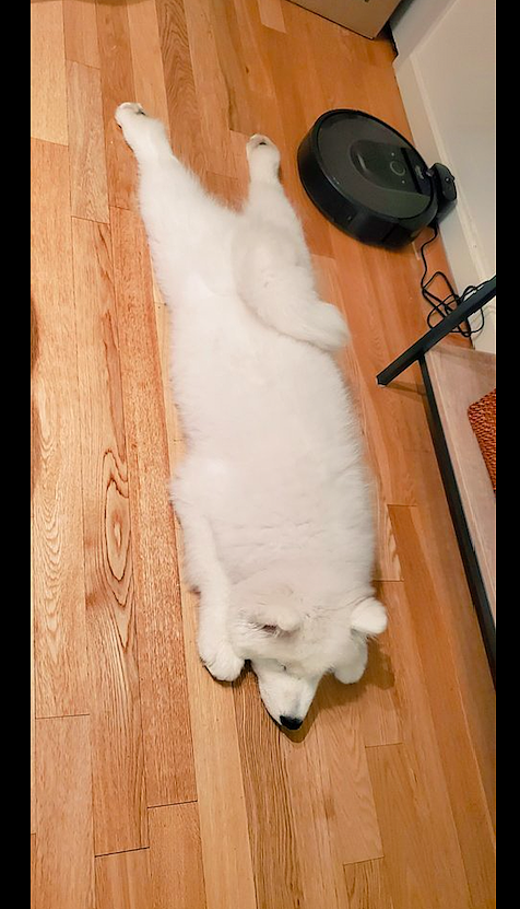 萨摩耶在家里休息，直接面朝下平躺在地板上，狗：请叫我萨达哈鲁 - 2