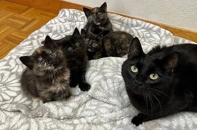 猫趣｜超级亲人的黑猫妈妈，为了更好的生活环境，带着四只小猫找新家 - 1