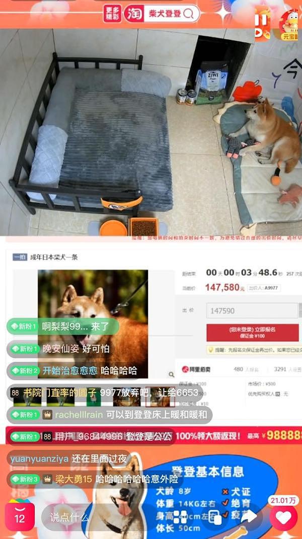 贪污 6993 万的“ 95 后”，两次失联的宠物主人，独特法拍物背后往往有故事 - 3