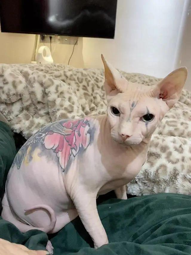 男子给无毛猫纹身为自己打广告，被人指责后说：给猫绝育不会被网暴，纹身就不行？ - 12