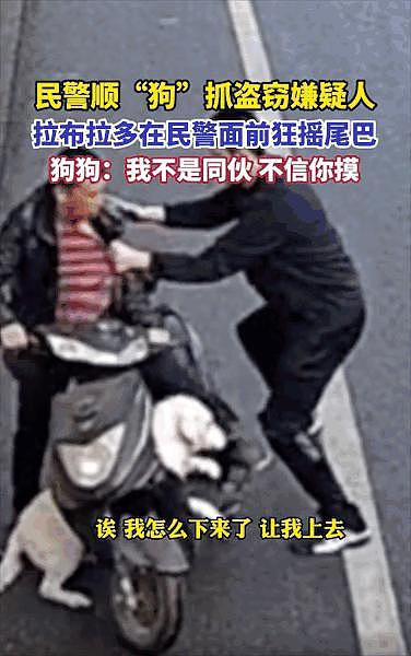 小偷作案时带着狗，警察顺狗找人破案，狗子：我劝了他不听，真不关小狗的事 . - 11