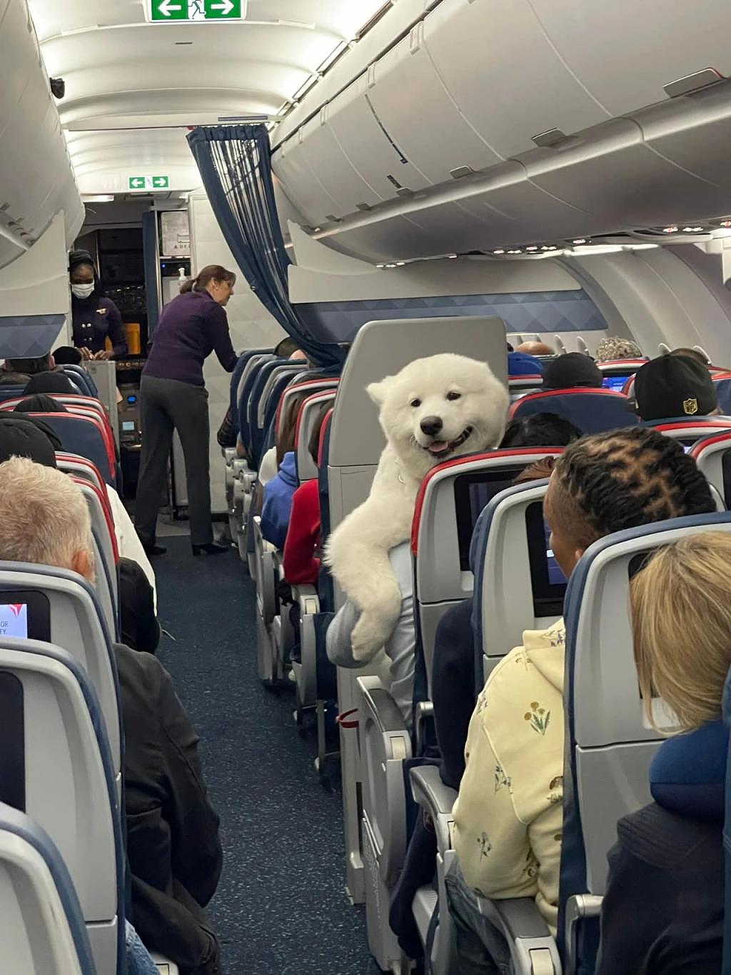 飞机上偶遇治愈“北极熊”，笑容萌化众人，不愧是微笑天使 ~ - 1