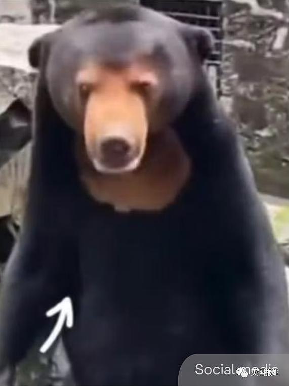 中国动物园的一头熊一夜之间火爆全球！国外媒体网友陷入疯狂：“它到底是熊还是人？！” - 33