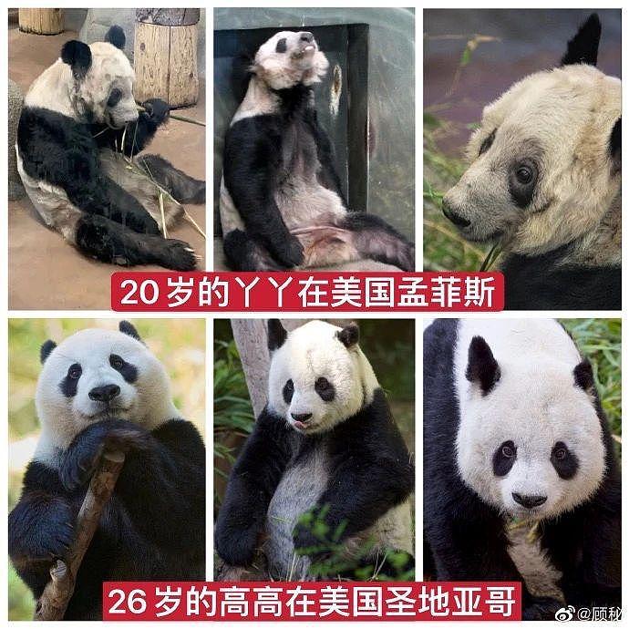 在美国遭受“虐待”的两只中国大熊猫，终于要接你们回家了… - 14