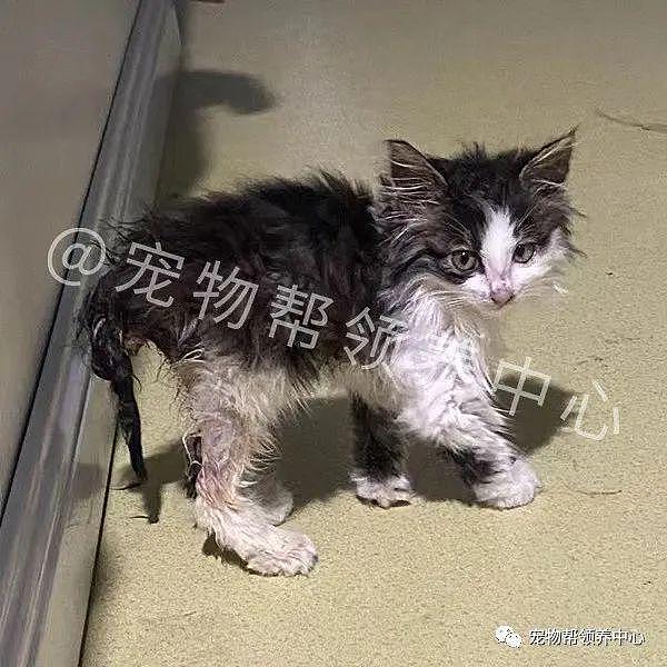 奶猫饿到追着人喵喵叫，获救后发现它竟被人踢得尿道破裂 - 1