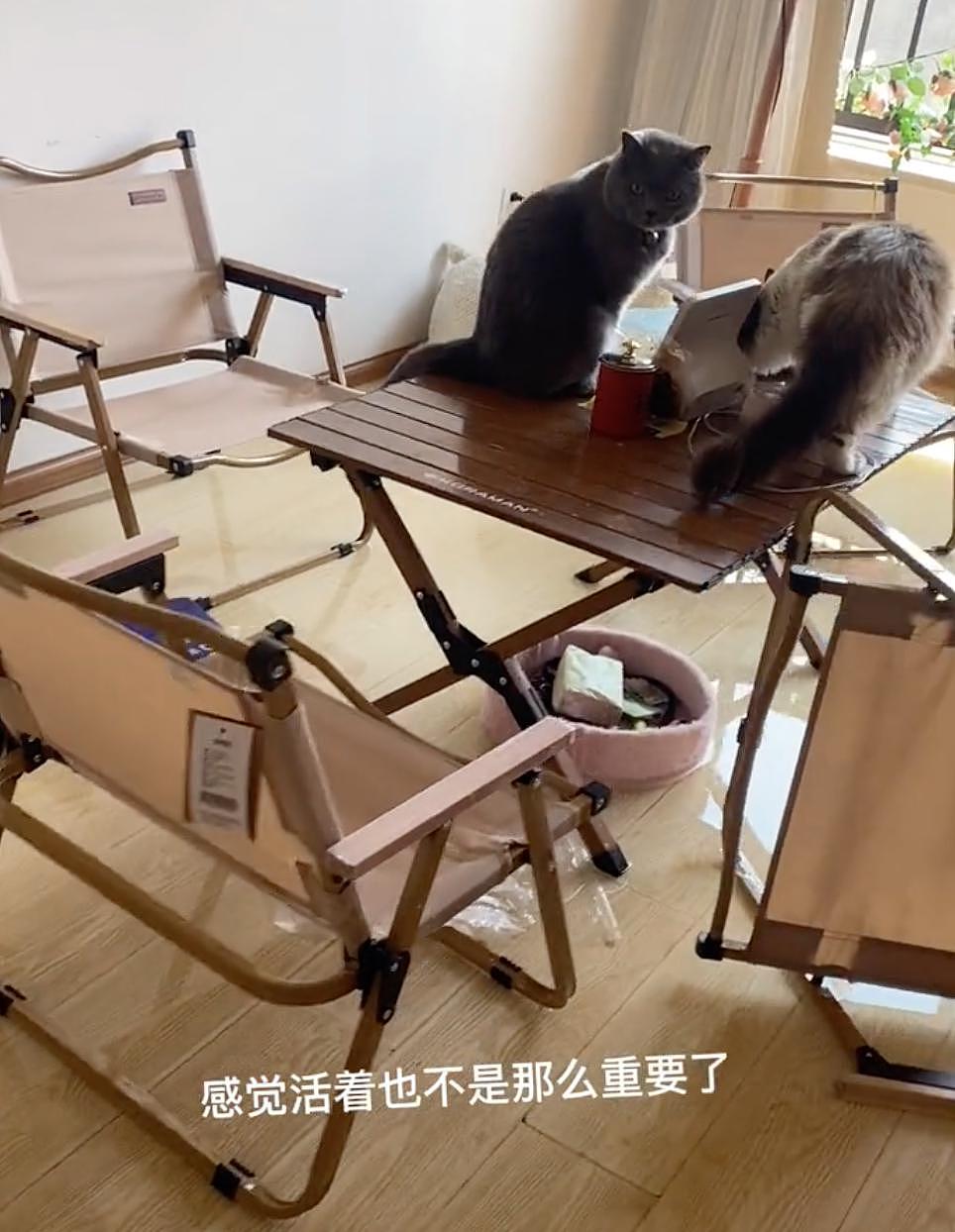 猫咪开水龙头淹了家，邻居气冲冲找过来，看到罪魁祸首后：小猫咪快让我摸摸 . - 17