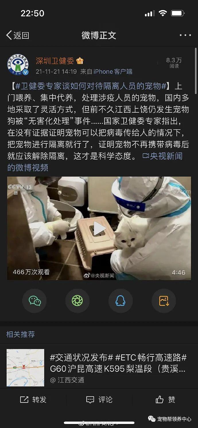 深圳一位主人核酸阳性，隔离酒店要人道毁灭两只未经检测的猫 . - 26