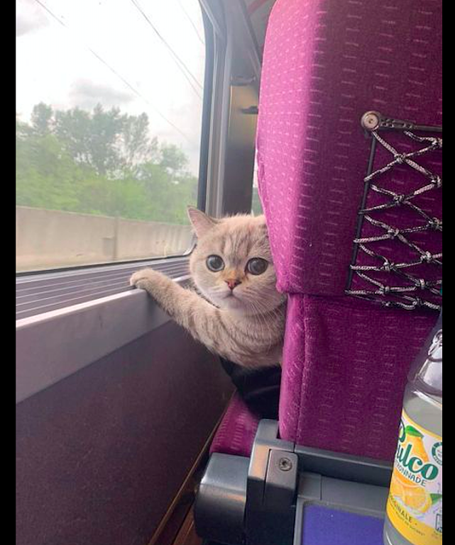 网友坐火车的时候，前座竟有只猫咪转身过来看他，要被它萌哭了！ - 1
