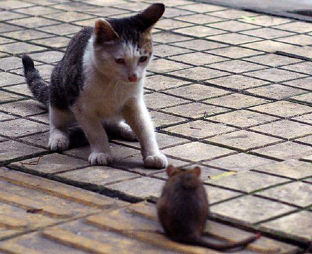 “本打算养只猫捉老鼠，没想到猫咪被老鼠吓得躲起来” - 4