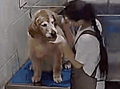 小狗去洗澡，被美容师狂亲数十次…狗子一脸拘谨：这里正规吗？ - 8