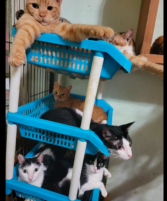 网友买了个置物架当猫窝，猫咪们全部都挤了上去，感觉随时会塌啊 - 2