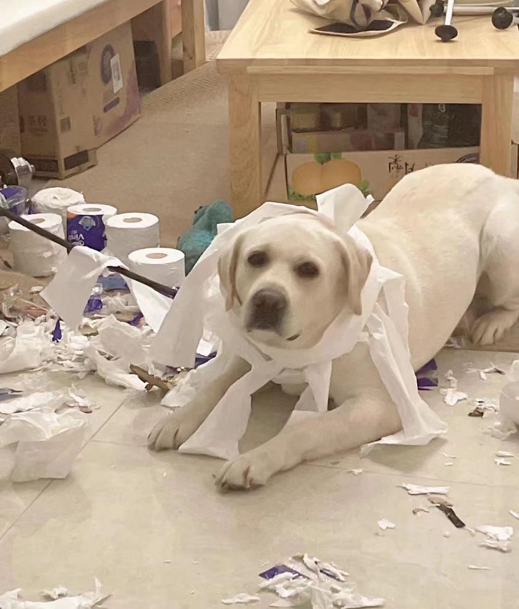 网友外出回家后，发现狗子拆了一箱卫生纸 ... 隔着屏幕都能感受到绝望！ - 2