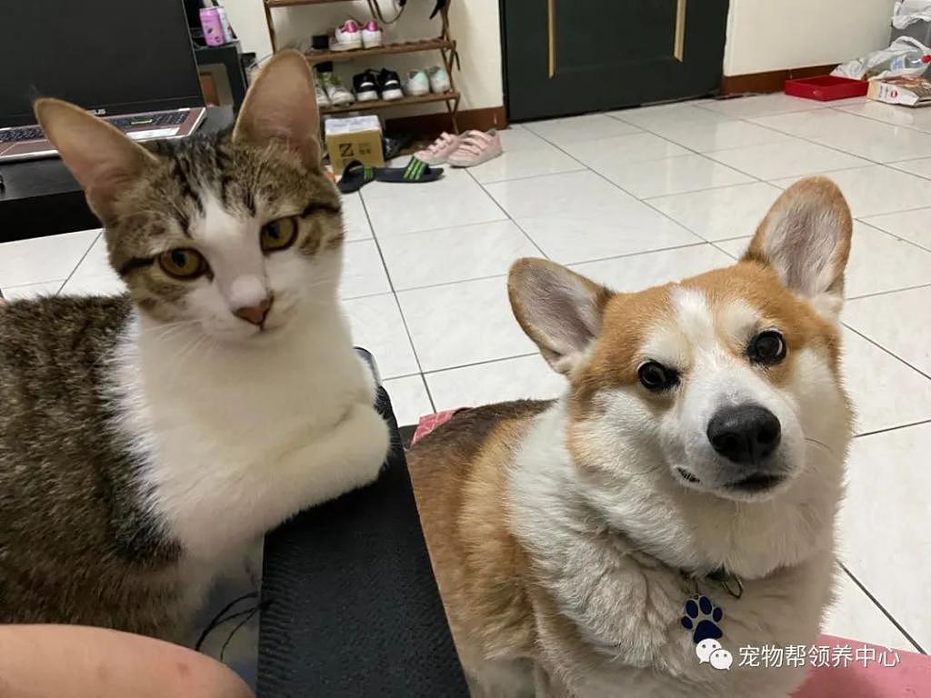 猫咪总藏婴儿车下，主人差点把它一起推出去，猫：偷渡失败 . - 1