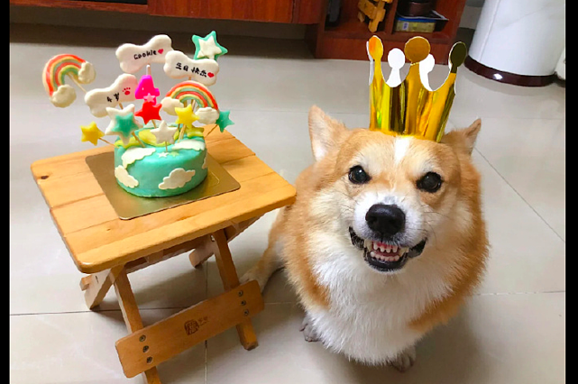 主人每年都给狗狗过生日，它回回都是在假笑：是你想吃蛋糕了吧？ - 1