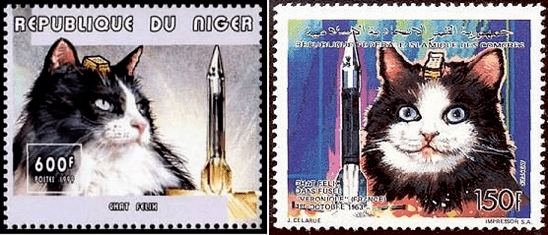菲利塞特，世界上唯一去过太空的猫 - 9