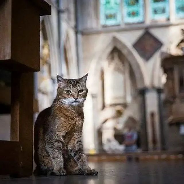 猫趣 | 这座有猫咪神使护佑的大教堂，吸引了全球万千粉丝慕名而来 - 5