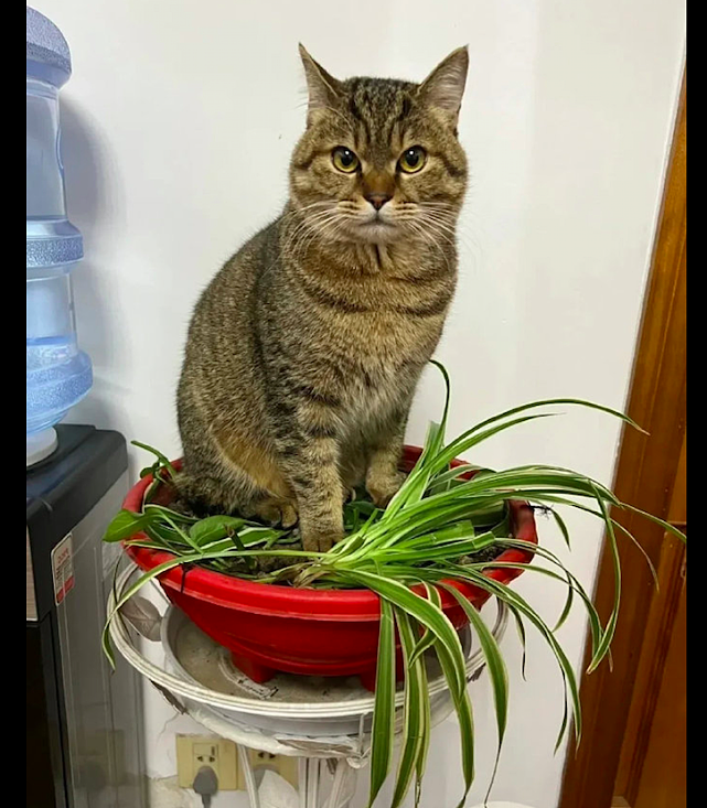 网友买了个吊兰，猫咪却偏要坐在上面不下来：猫砂盆不错，给我吧 - 1