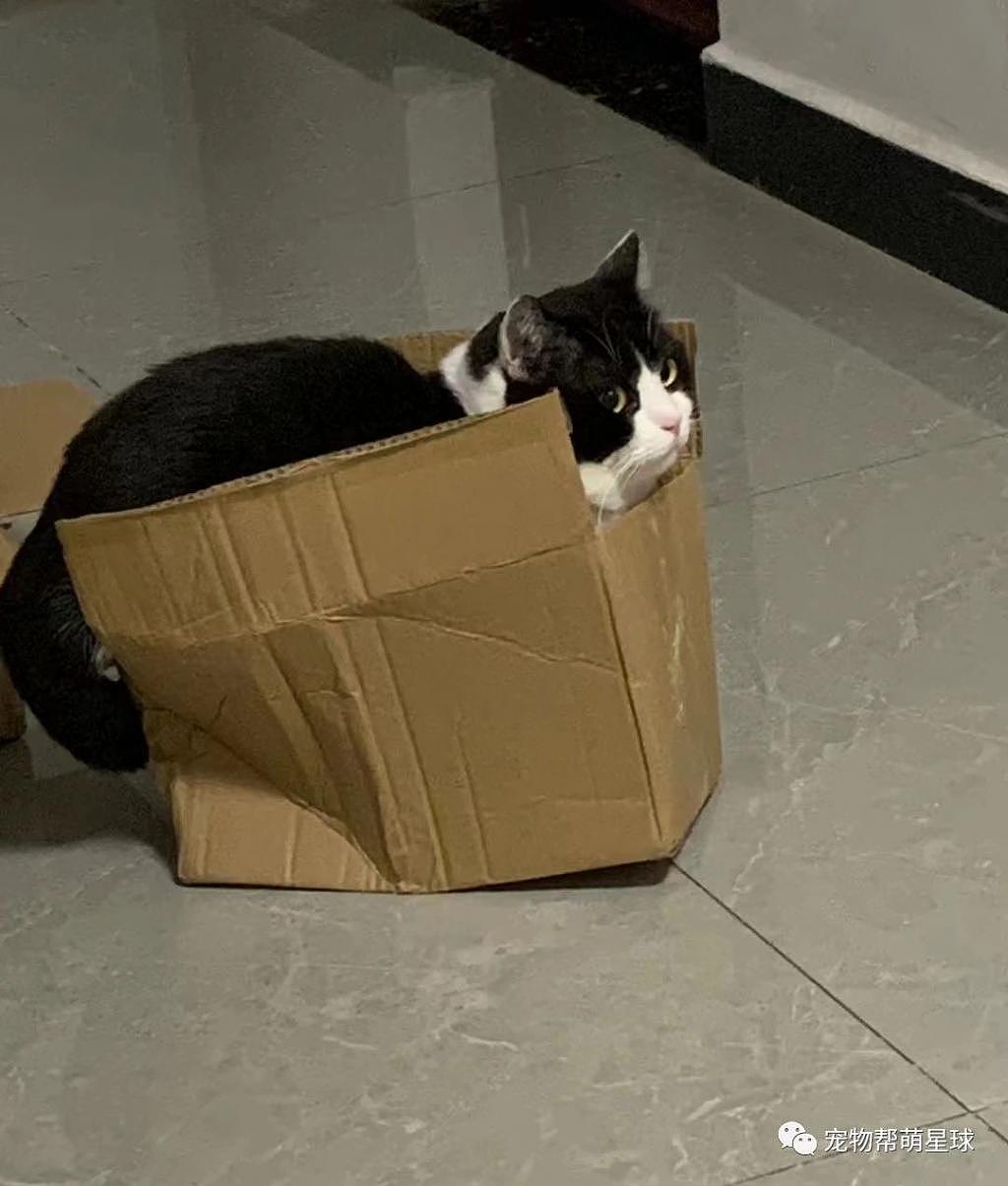 奶牛猫看见纸箱非要坐进去，结果 ... 网笑：对自己的体重没有清醒的认知！ - 3