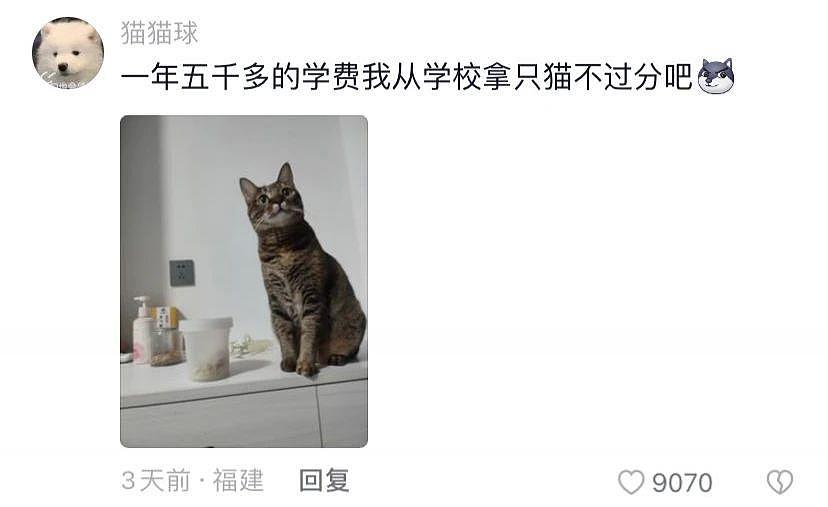 女生毕业把校园流浪猫带回了家：你就和我一起毕业吧，有个家总比流浪好！ - 12