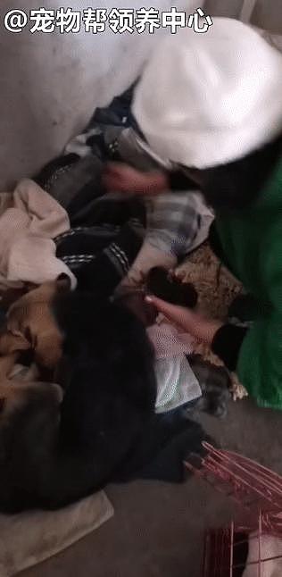 急！金毛、哈士奇等 71 只狗被贩卖，志愿者努力 10 多个小时终于救下，急需帮助！ - 14