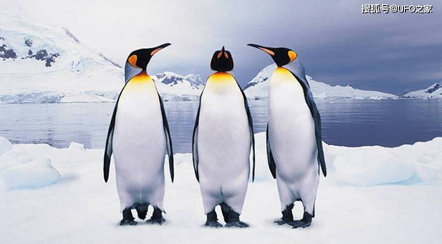 科学家：企鹅或是外星生物！粪便中有与金星大气中一样的磷化氢 - 13