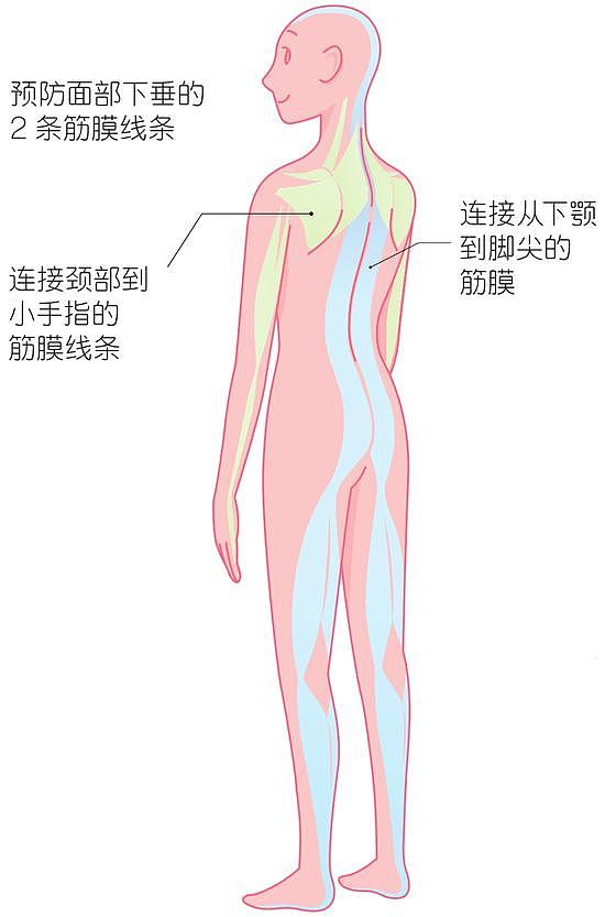 筋膜坐vs筋膜站 预防面部皮肤松弛！ - 5