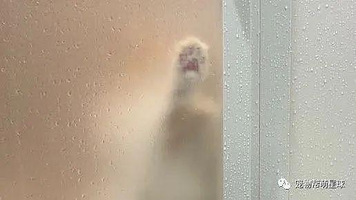 网友每次洗澡，浴室门上都会出现猫猫头，这种关心的方式好独特！ - 3