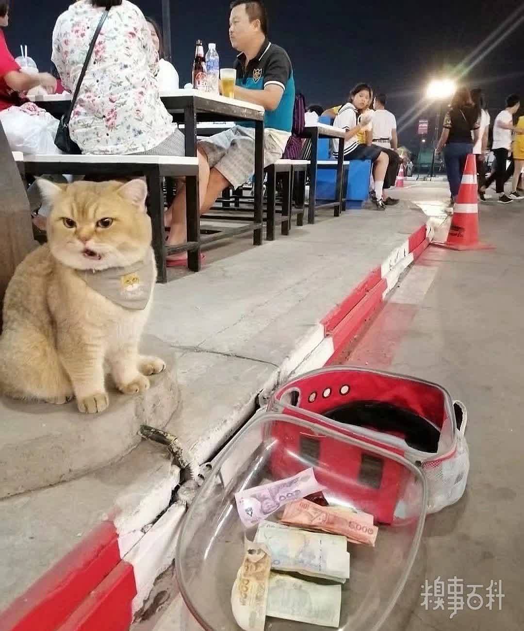 猫坐在路边等主人吃饭