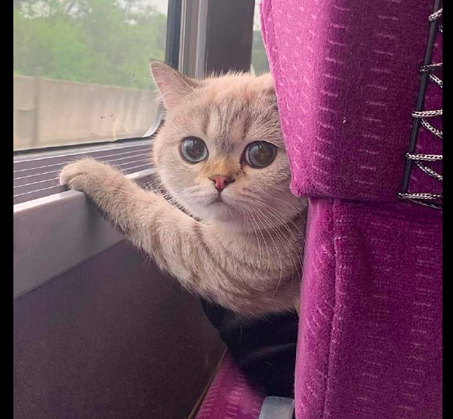 网友坐火车的时候，前座竟有只猫咪转身过来看他，要被它萌哭了！ - 2