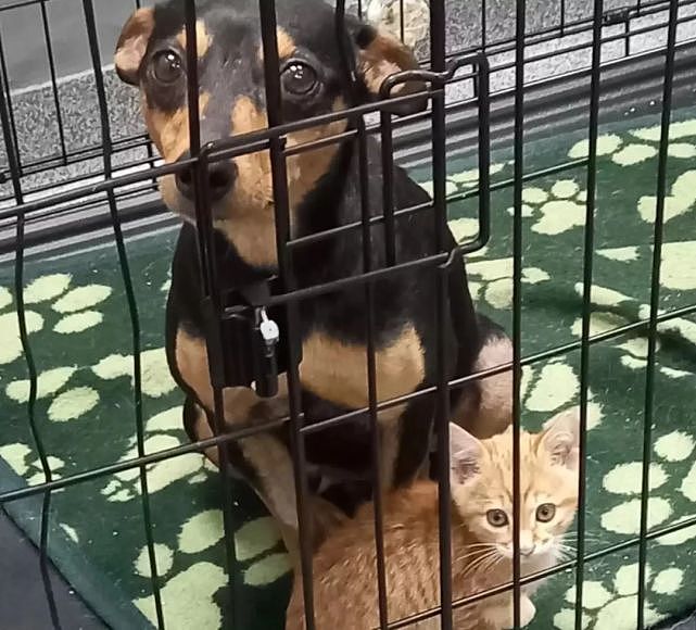 猫趣 | 被救助的小橘猫，跨越围栏，成了狗狗的疗愈师 - 6
