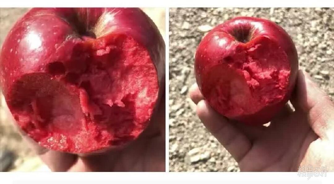 这是什么苹果还挺好吃